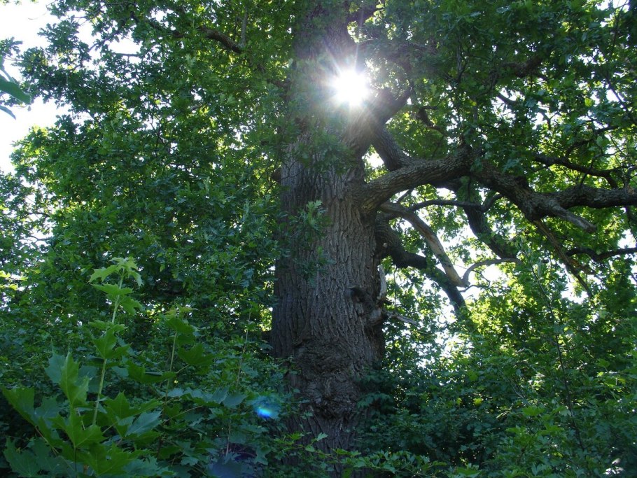 Лиепусальский дуб