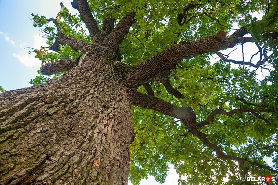 Ясень на Петровской горе в Брянске