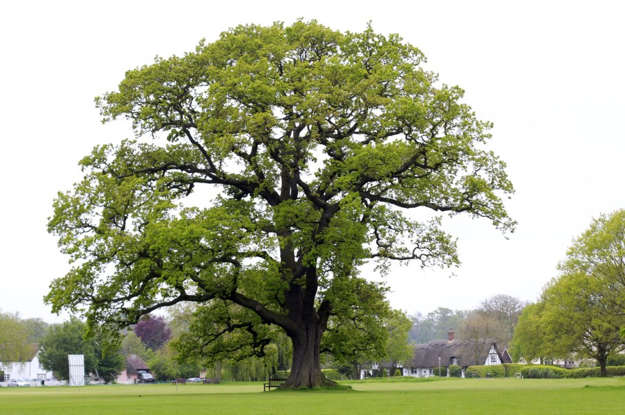 Беловежская пуща дуб черешчатый
