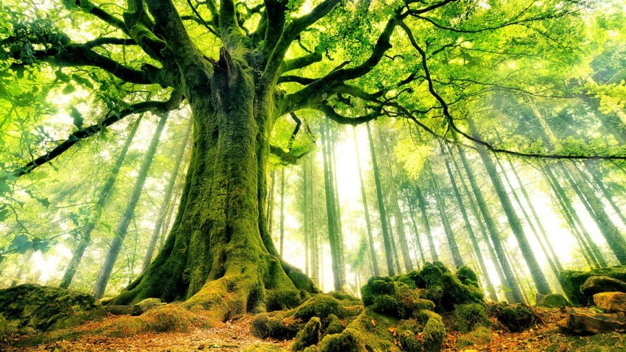 The BFG фильм 2016