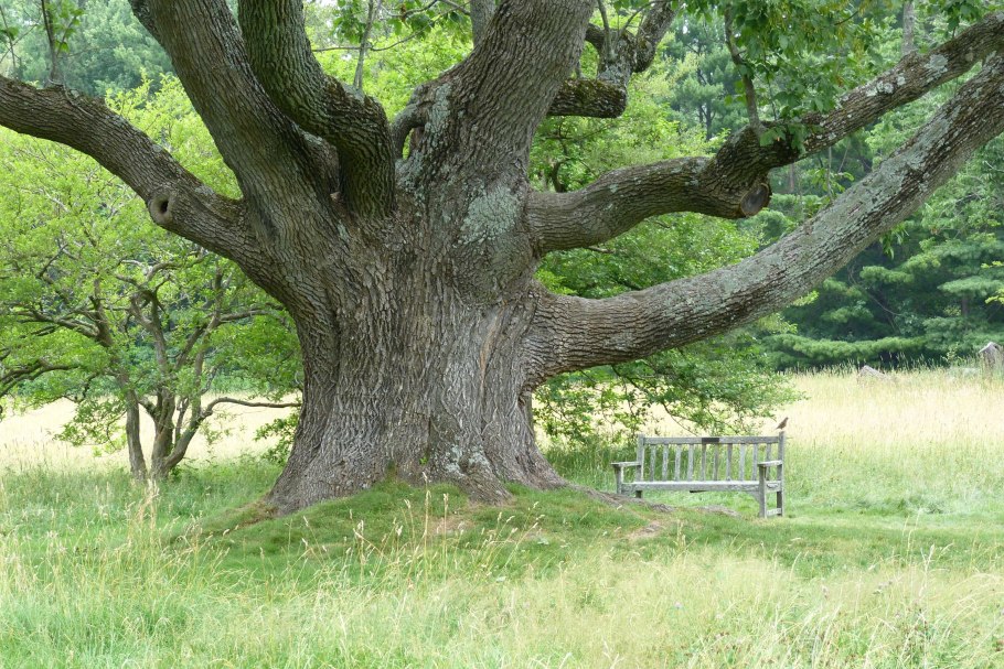 Дуб Комптон Хилл