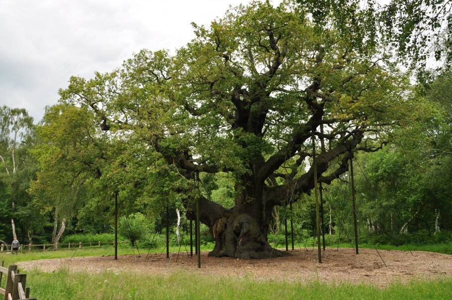 Иггдрасиль варкрафт