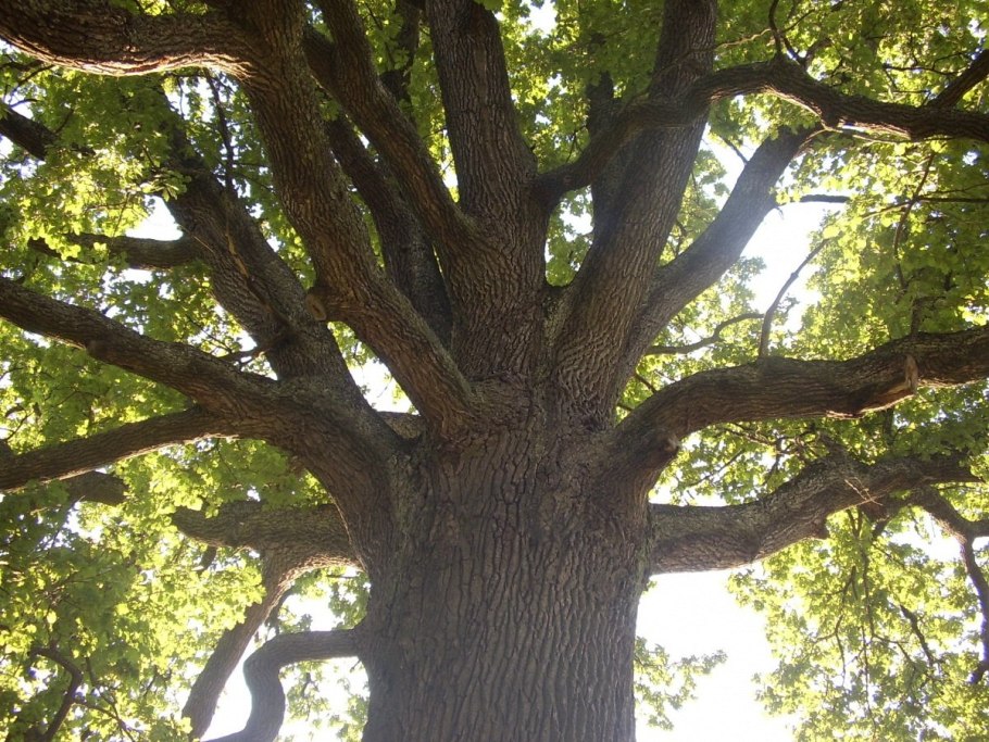 Беловежская пуща дубы