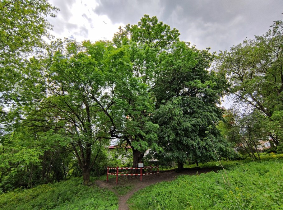 Зарасай столетний дуб