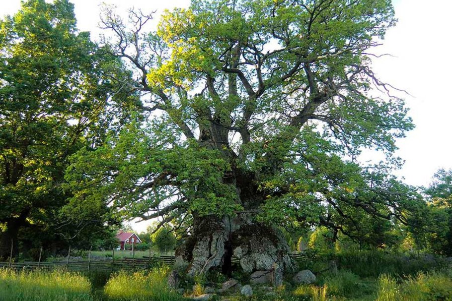 Петровский дуб в Коломенском