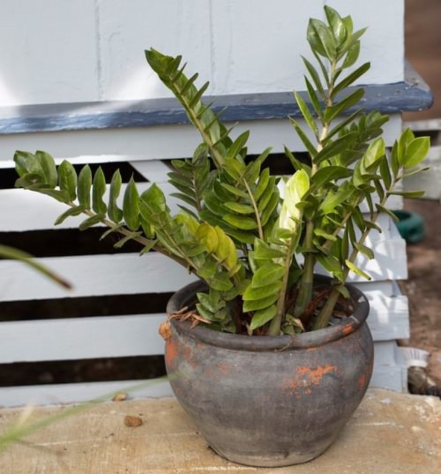 Замиокулькас трипсы