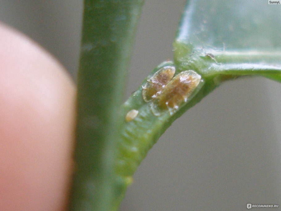 Антракноз замиокулькас