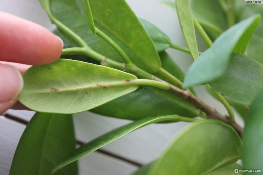 Замиокулькас трипсы