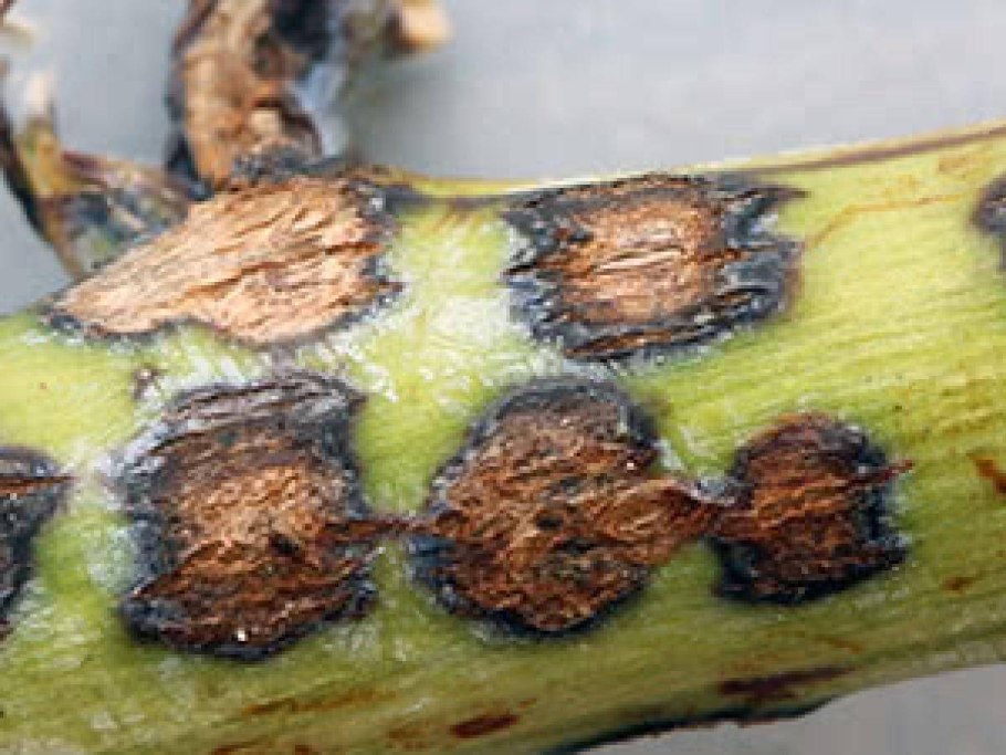 Алоказия дракон бронзовый