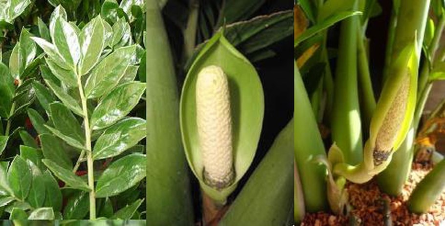 Щитовка на спатифиллум