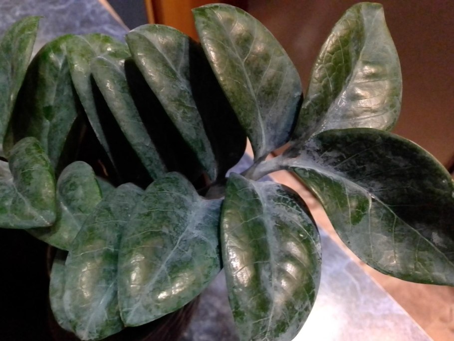 Плющевая щитовка