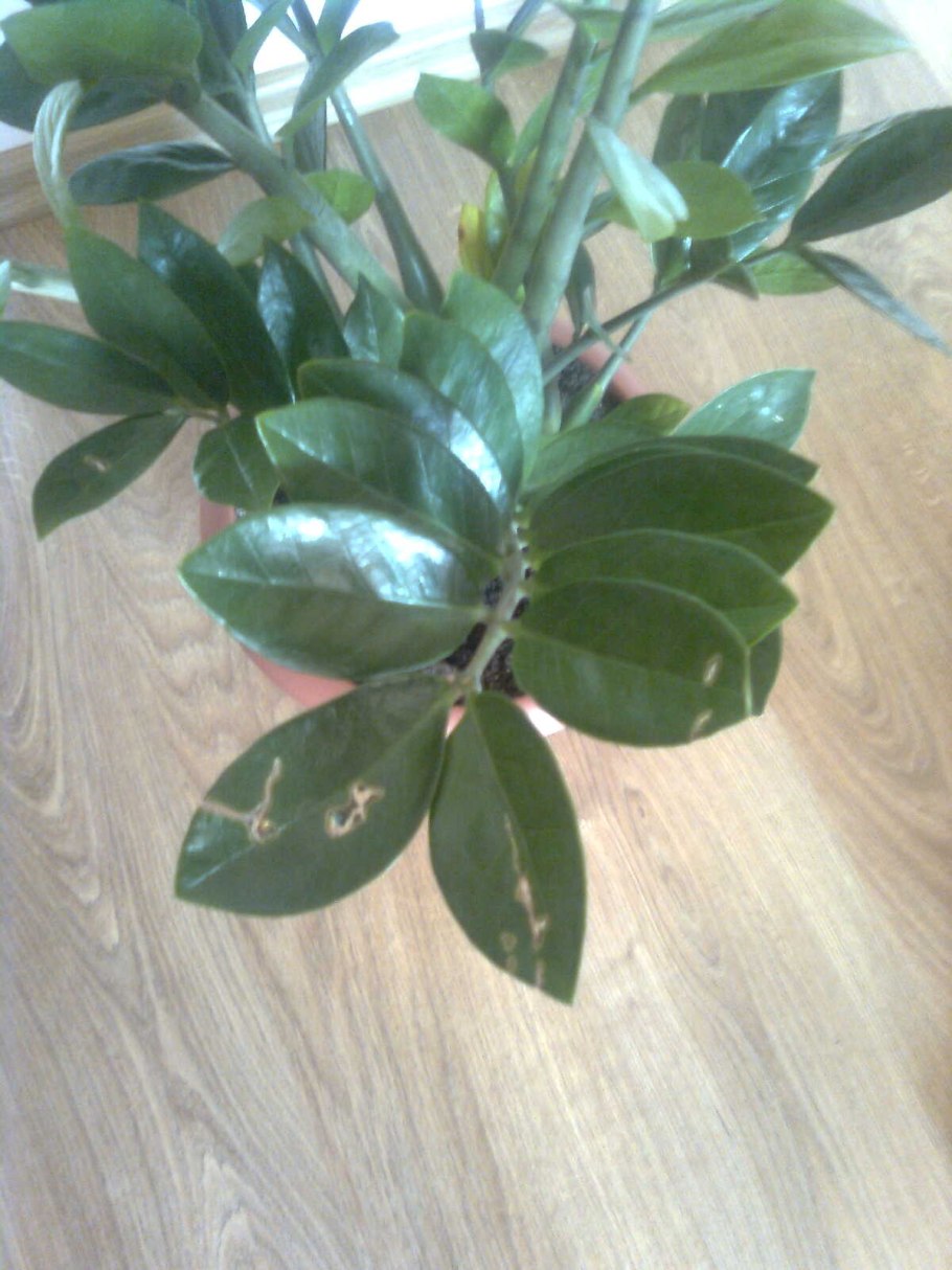 Красивый цветок не требующий ухода