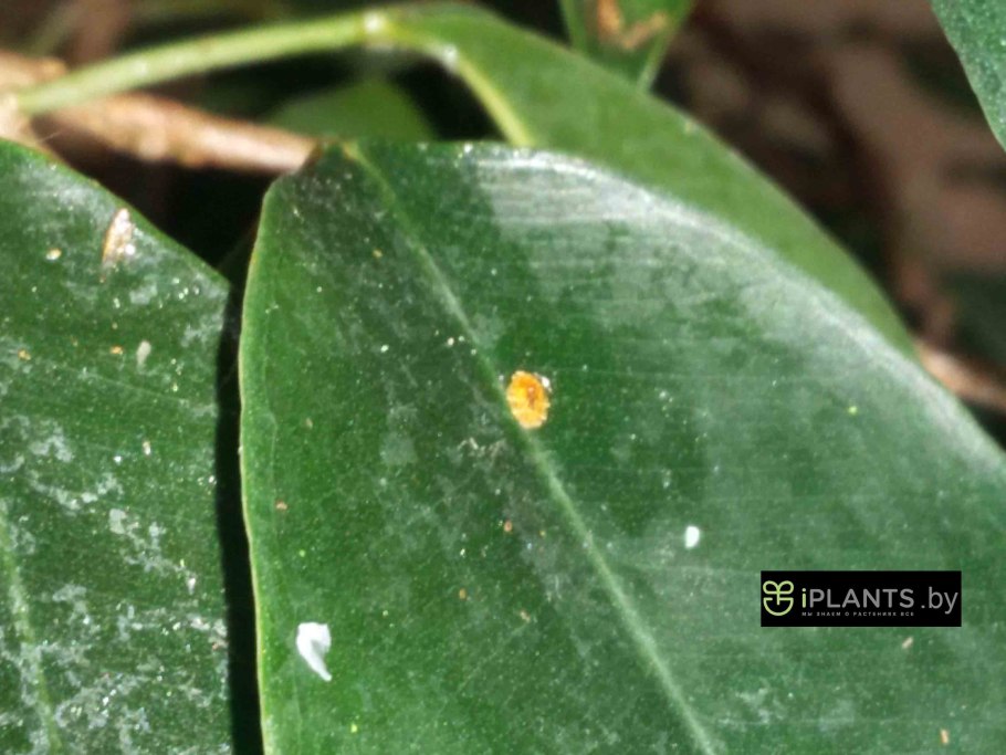 Щитовка на спатифиллум