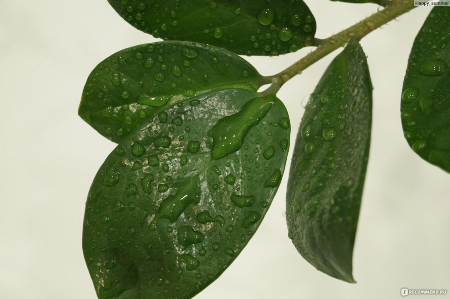 Щитовка у замиокулькаса