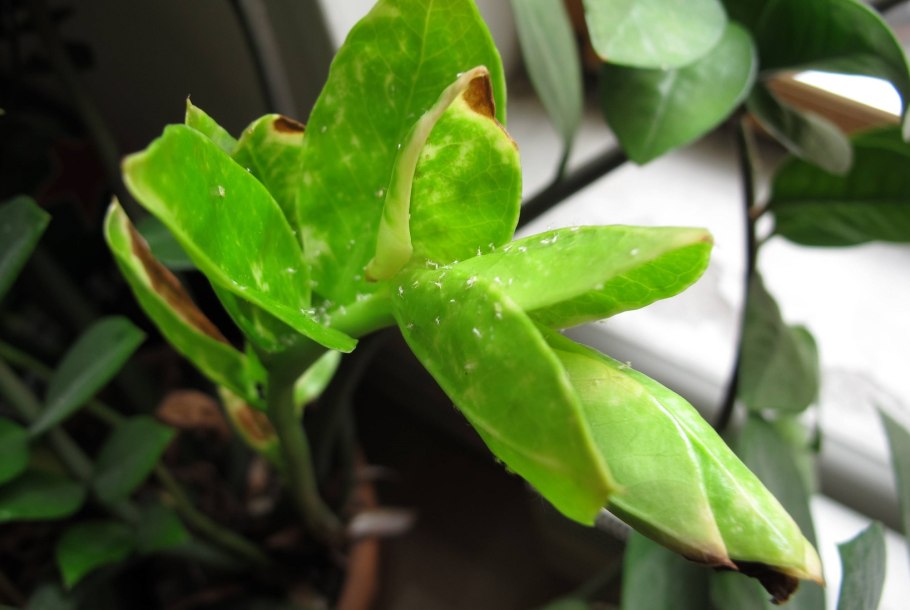 FRZ.Temp холодильник