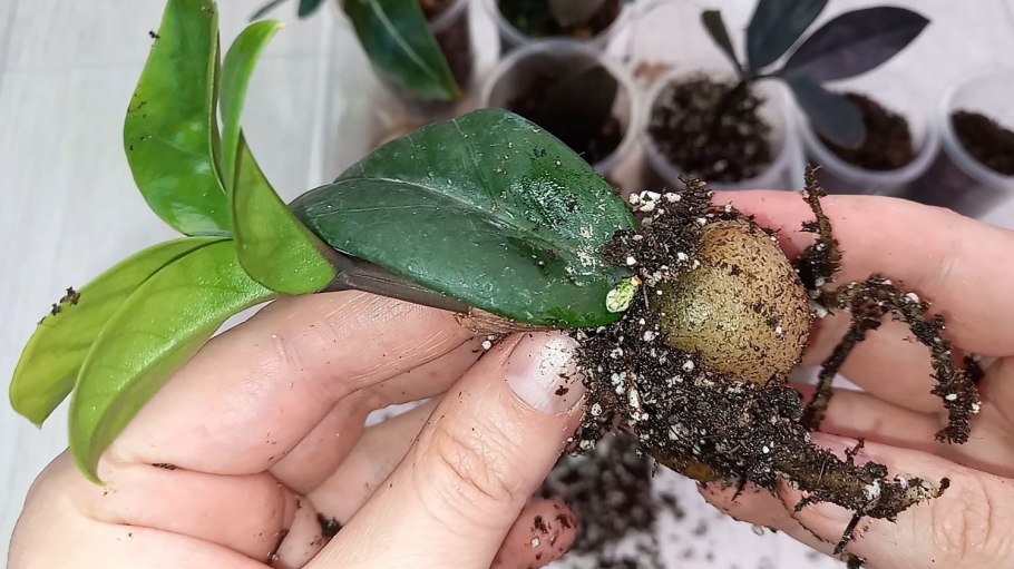 Замиокулькас зензи