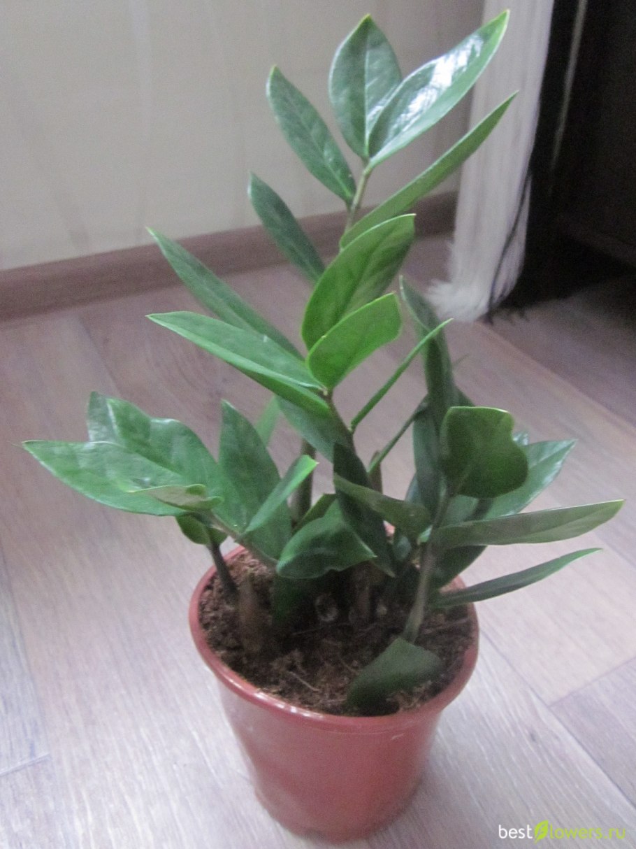 Вредители на замиокулькасе