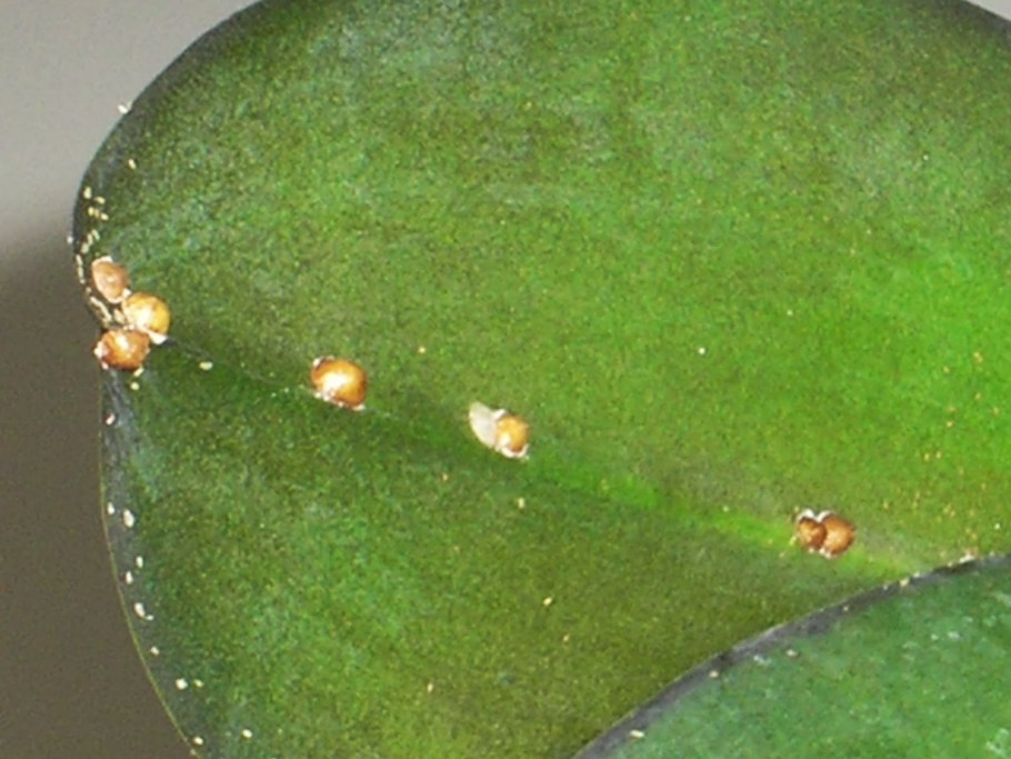 Щитовка трипсы