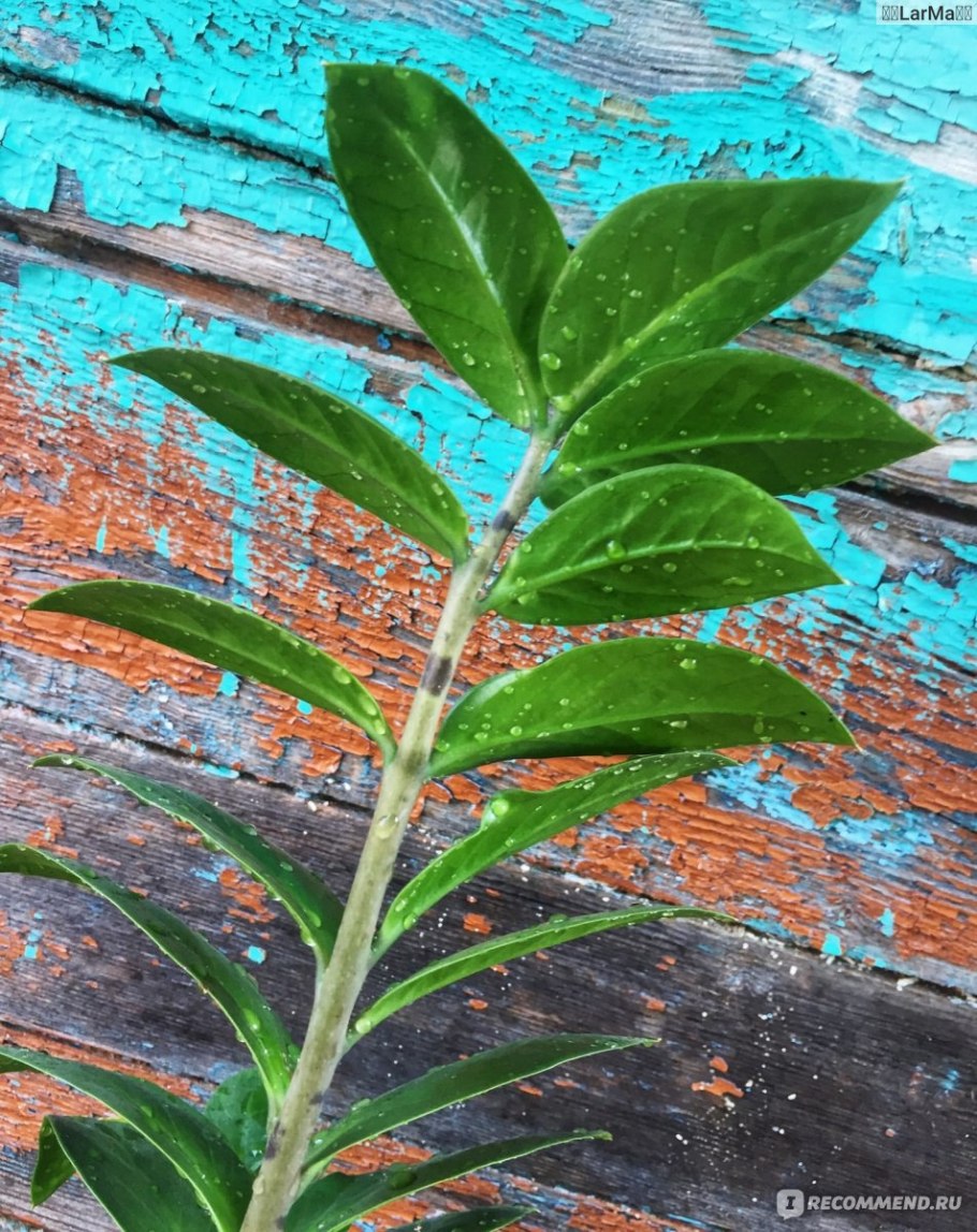 Паутинный клещ на замиокулькас