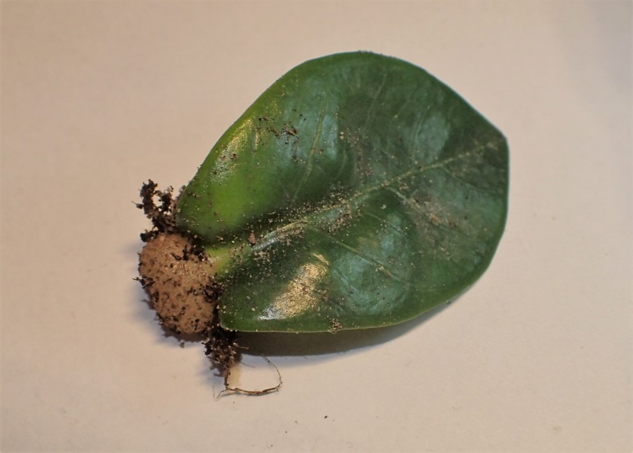 Хлороз замиокулькаса