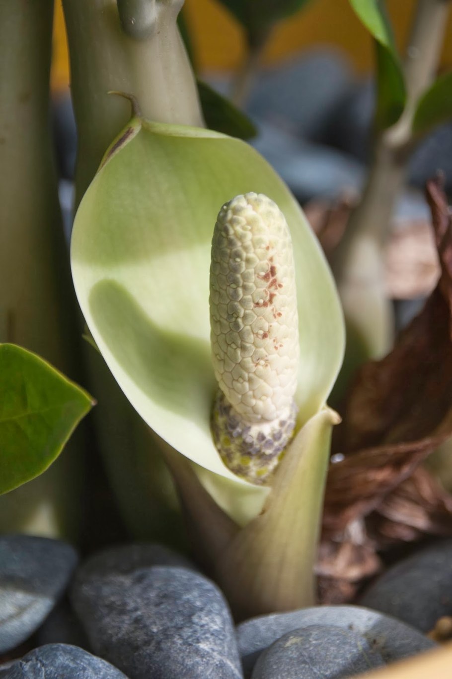 Замиокулькас цветок