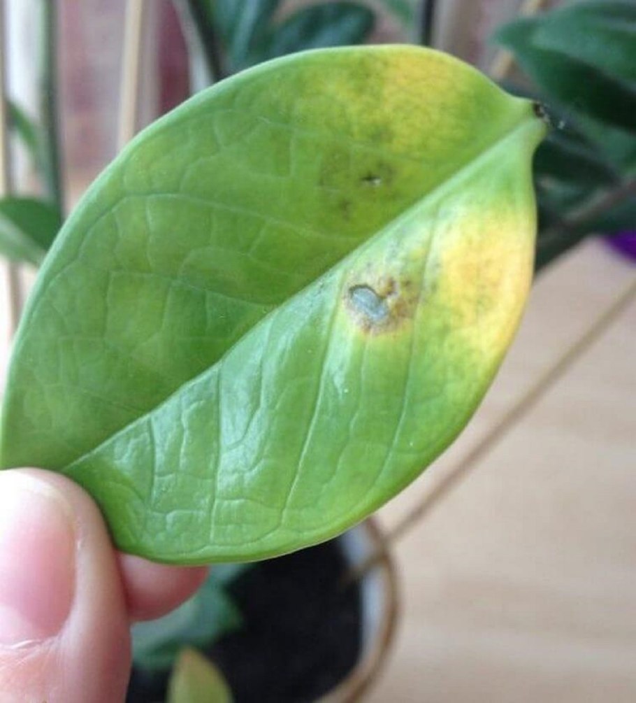 Замиокулькас ядовитый