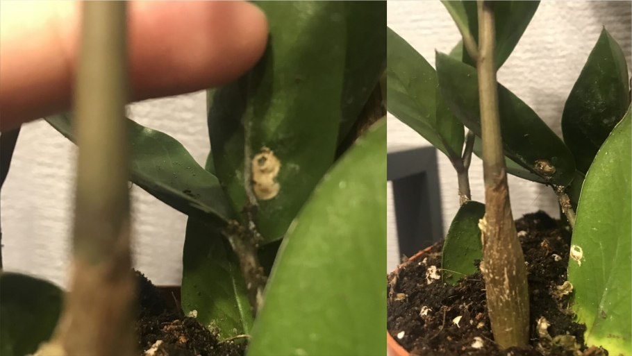 Щитовка на фикусе Бенджамина