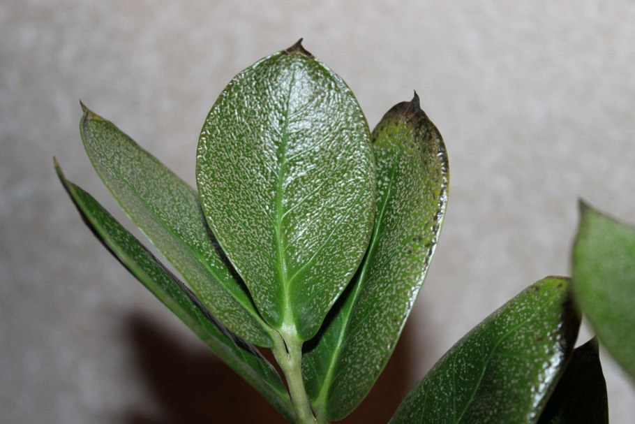 Замиокулькас трипсы