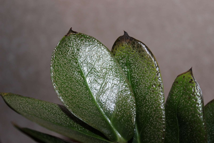 Холодильник Toshiba gr-rt565rs(LS)