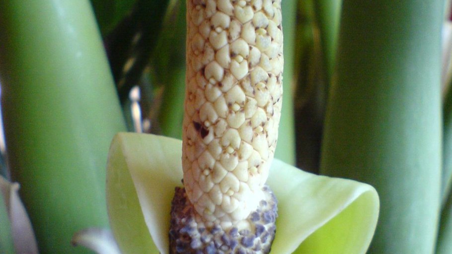 Цветок замиокулькас