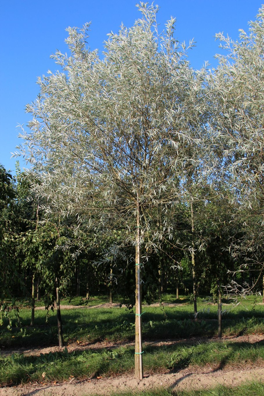 Ива белая sericea