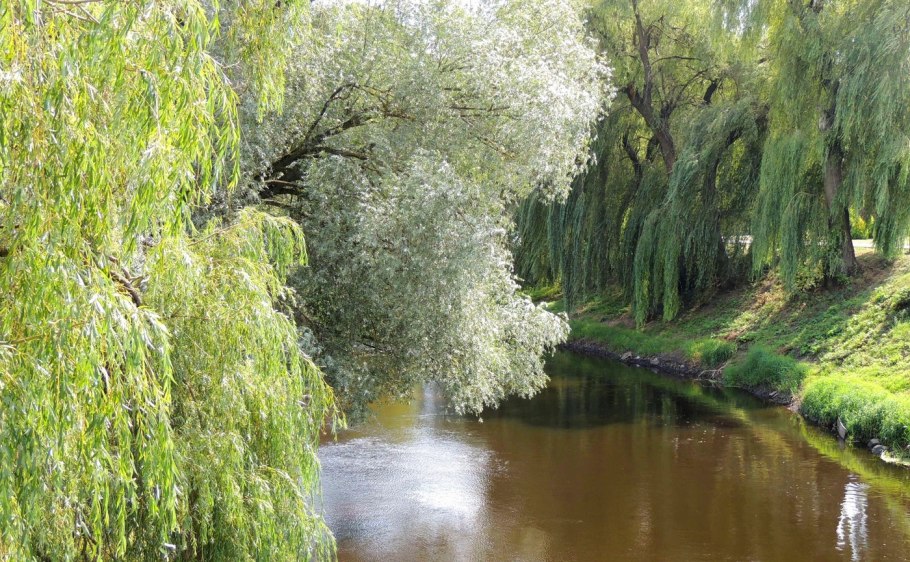 Ива белая серебристая Salix Alba
