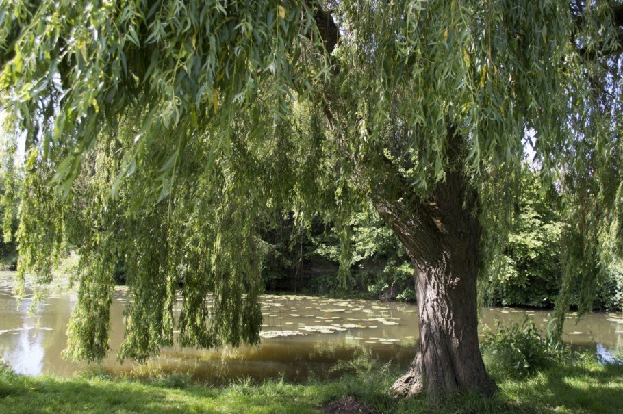 Weeping Willow