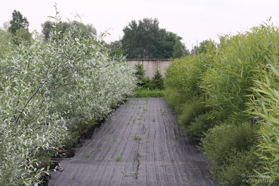 Ива белая плакучая