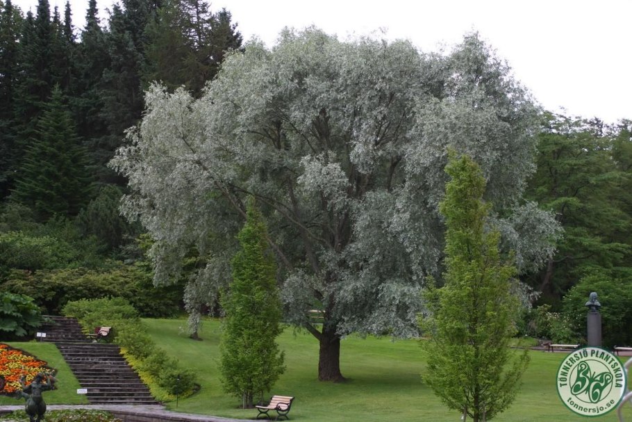 Ива белая Тристис