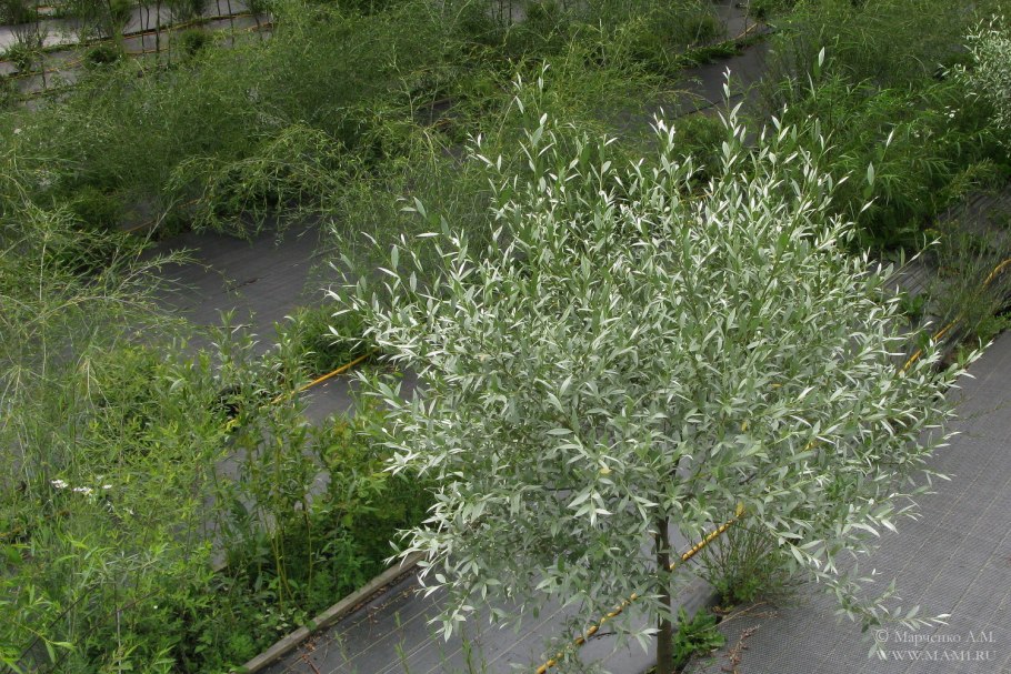Ива &#96;Курайская&#96;, Salix