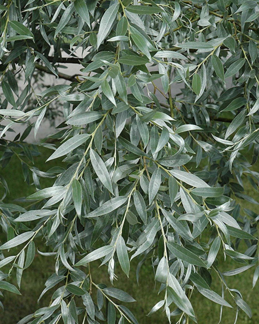 Ива белая (Salix Alba)