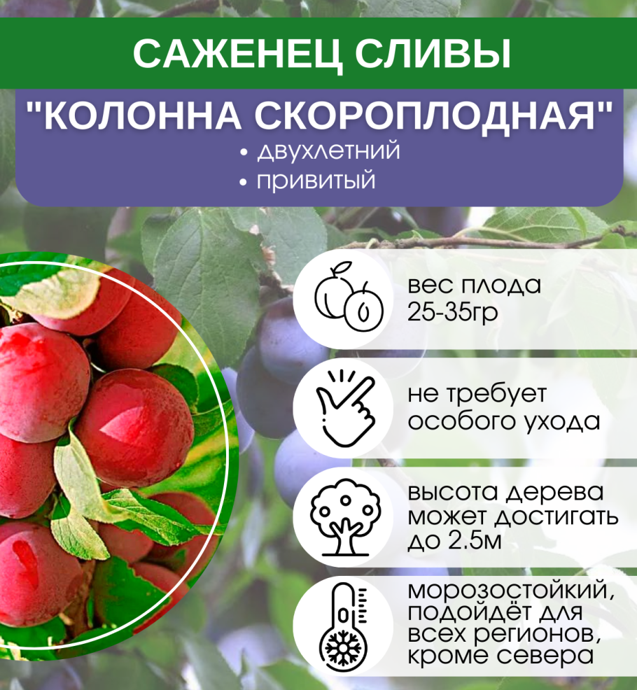 Слива Болховчанка