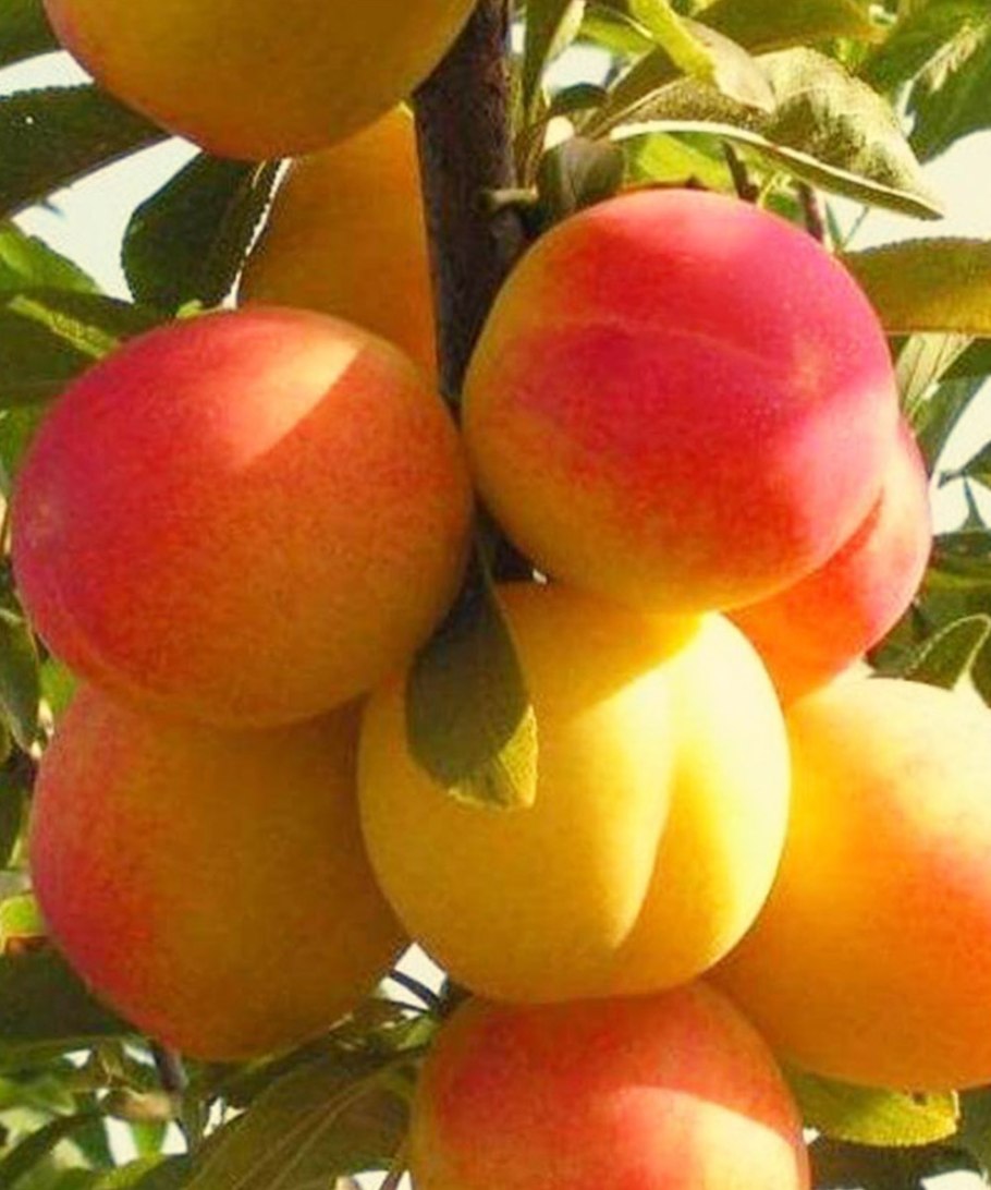Damson слива