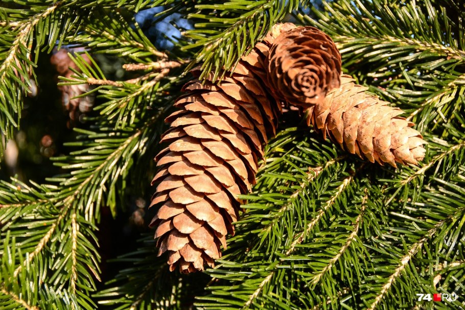 Пихта цельнолистная шишки
