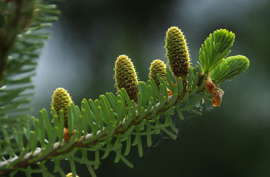 Строение хвойного дерева