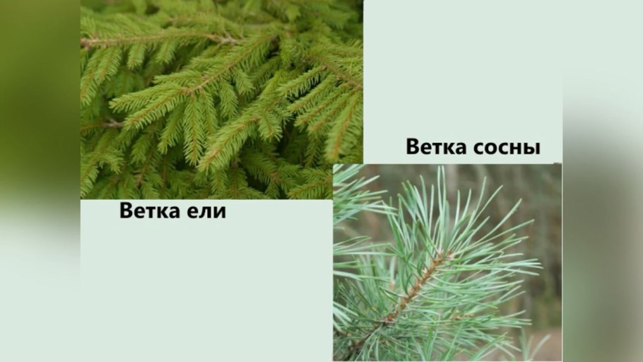 Ель обыкновенная классификация