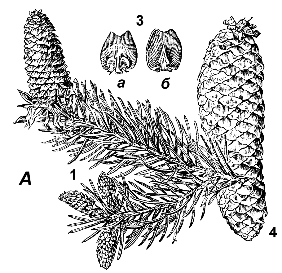 Ель европейская строение