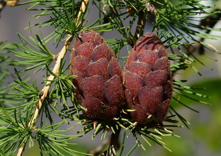 Семейство сосновые Pinaceae