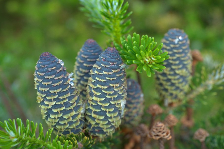 Ель Сибирская — Picea obovata Ledeb.