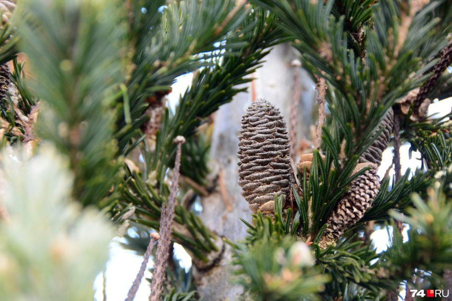 Голосеменные ель обыкновенная