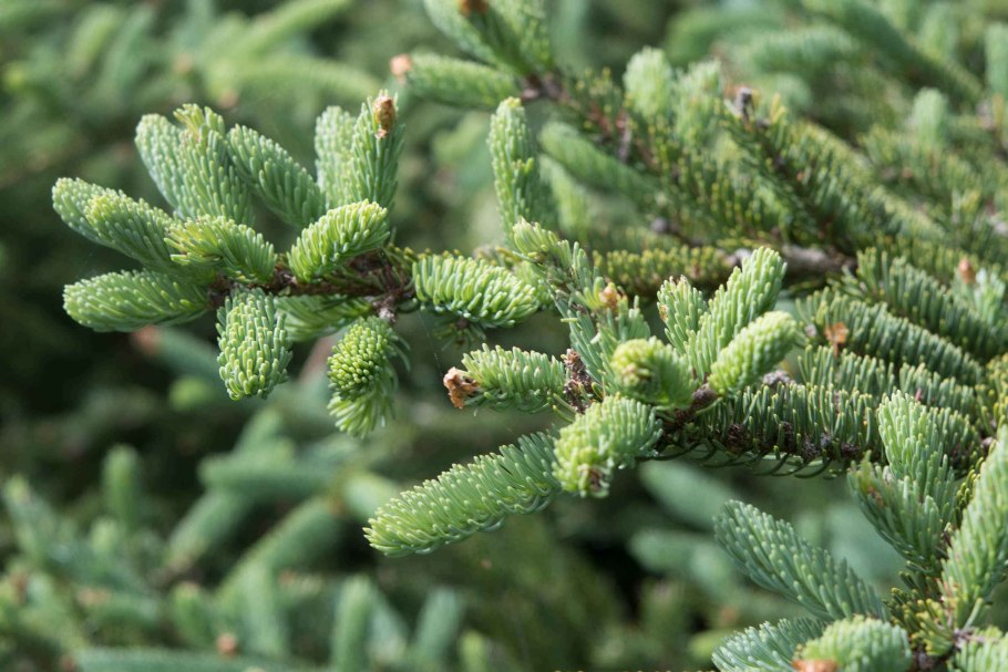 Шишки пихты Голосеменные