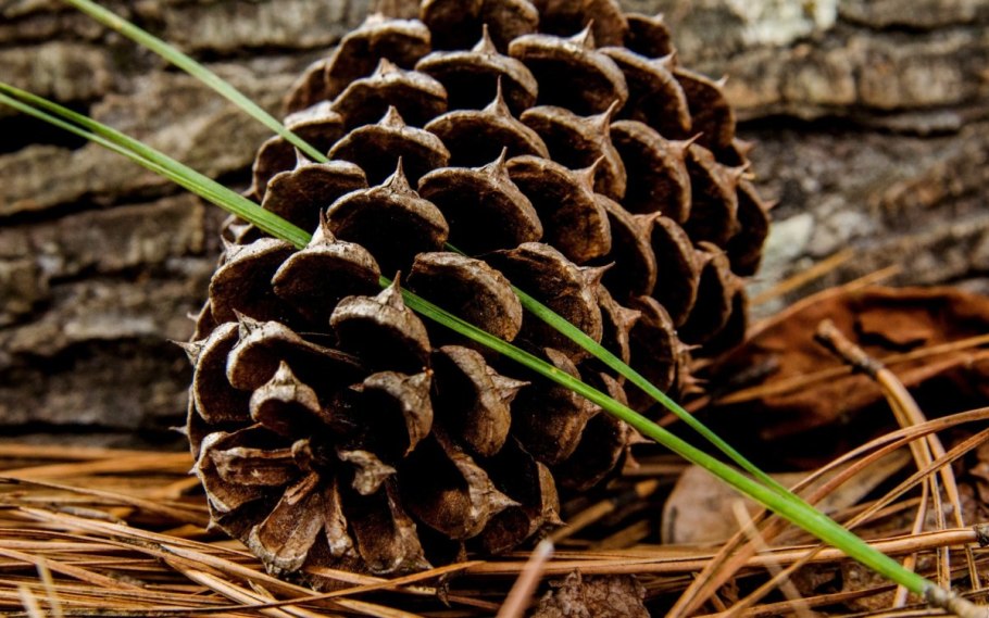 Ель европейская шишки