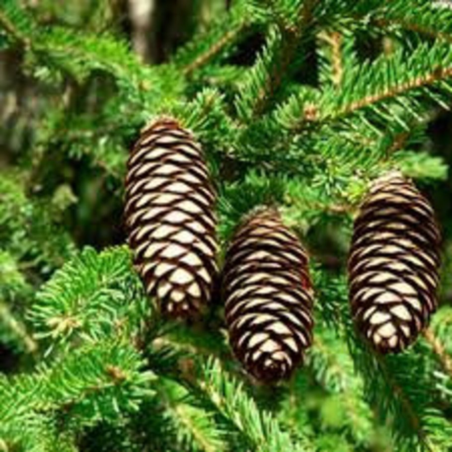 Пихта шишки и хвоинки