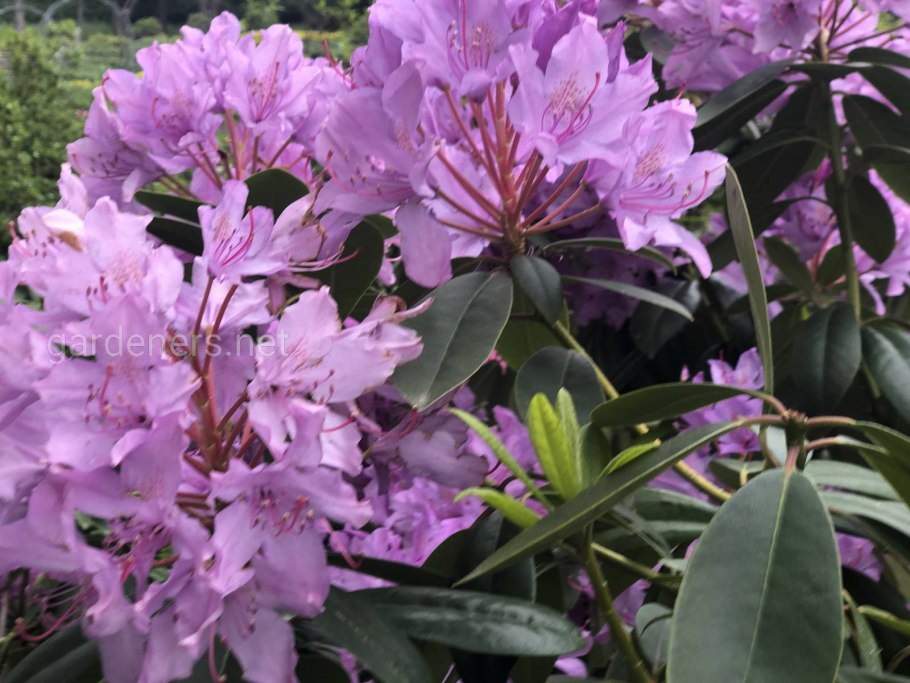 Рододендрон Пржевальского